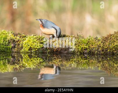 Nuthatch (Sitta europaea) perché au bord de l'eau à la recherche d'insectes, Shropshire UK. Mars 2020 Banque D'Images