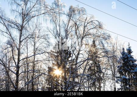 le soleil couchant brille à travers des branches d'arbres gelés dans le parc de la ville en hiver Banque D'Images