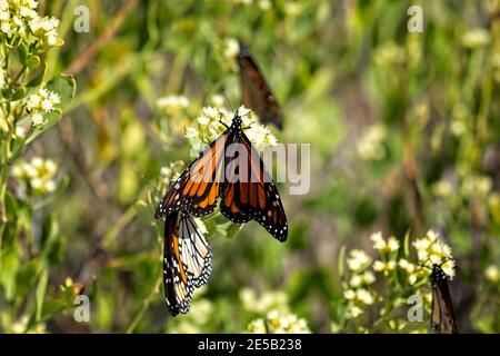 Papillon monarque sur une fleur sauvage à destin, Floride Banque D'Images