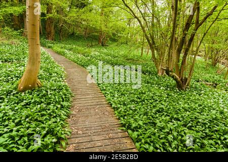 Un tapis d'ail sauvage ou de rames sur une forêt promenade à bord au printemps à Wrexham au nord du pays de Galles ils sont comestibles et peuvent être utilisés comme herbe de salade Banque D'Images