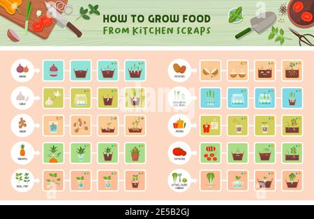 Infographie sur la façon de cultiver des aliments à partir de restes de cuisine : comment cultiver des légumes à partir de restes, guide étape par étape, concept de vie saine et durable Illustration de Vecteur