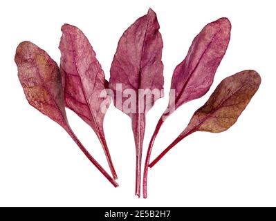 Plusieurs feuilles fraîches de légume à feuilles de Chard rouge (mangold, dessus de betteraves) isolées sur fond blanc Banque D'Images