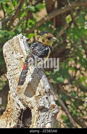 Barbet à crête (Trachyphonus vaillantii vaillantii) adulte perché sur une souche d'arbre morte Kruger NP, Afrique du Sud Novembre Banque D'Images