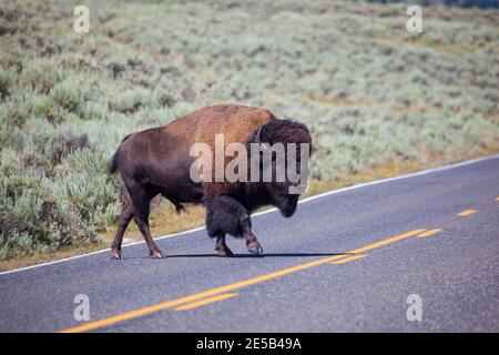 Bison, ou buffle américain, traverse 212, North East Entrance Road, près de la rivière Yellowstone, entre Tower Junction et Lamar Valley, Yellowston Banque D'Images