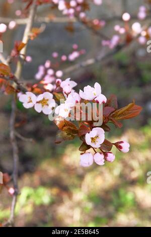 Branches d'abricot en fleurs sur fond de printemps. Fleur de printemps. Motif fleurs abricot border art. Image verticale. Banque D'Images