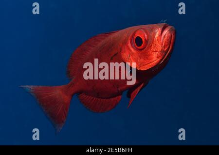 Priacanthus hamrur, bigote à queue lunaire, Riff-Großaugenbarsch, Gewöhnlicher Großaugenbarsch, Putzsymbiose, Plage de Coraya, Rotes Meer, Mer Rouge, Égypte Banque D'Images