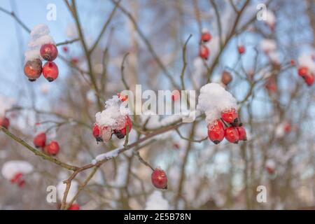 Hanches roses rouges sur une branche sous la neige. Arrière-plan naturel en hiver. Hiver givré concept, vitamines naturelles. Photo de haute qualité Banque D'Images