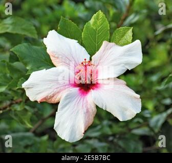 beau blanc avec hibiscus de fleur rouge gros plan Banque D'Images