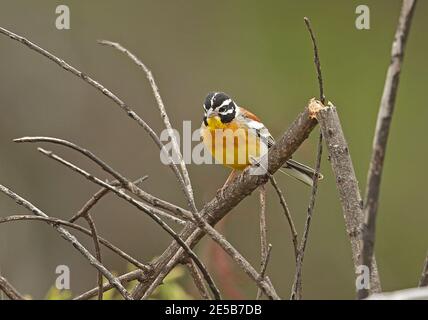 Lapin doré (Emberiza flaviventris flaviventris) mâle adulte perché dans la chaîne Steenkampsberg, en Afrique du Sud Novembre Banque D'Images