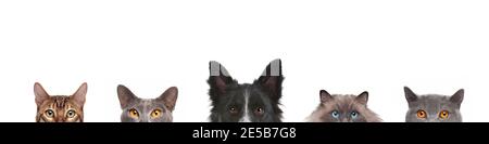Vue rognée de la tête de chien et des têtes de chats isolées sur arrière-plan blanc Banque D'Images