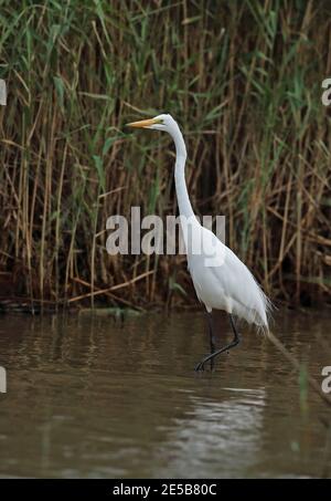 Grand Egret blanc (Ardea alba melanorhynchos) adulte passage à gué dans la rivière Sainte-Lucie, Afrique du Sud Novembre Banque D'Images