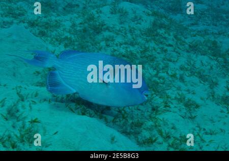 Pseudobalistes fuscus, triggerfish bleu, Blauer Drückerfisch, Blaustreifen-Drückerfisch, Coraya Beach, Rotes Meer, Ägitten, Mer Rouge, Egypte Banque D'Images