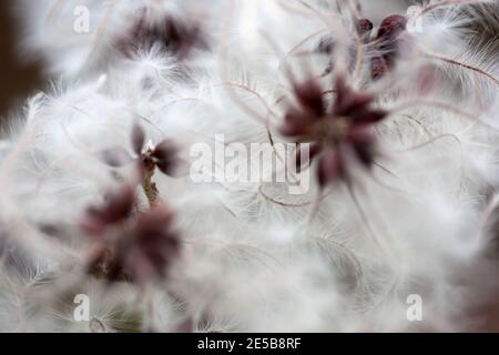 Nature concept - haute résolution Macro de coton herbe / Eriophorum polystachion / Scirpus angustifolius de la famille Sedge Banque D'Images