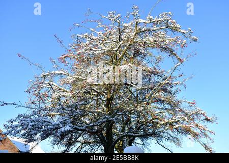 magnifique arbre recouvert de neige avec baies rouges sur un soleil jour d'hiver avec ciel bleu profond Banque D'Images