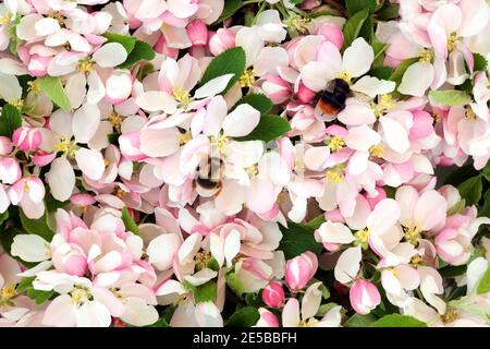 Les bourdons rassemblent le nectar des fleurs de pommier au printemps. Bourdon d'arbre et bourdon à queue rouge. Spécifique au Royaume-Uni. Banque D'Images