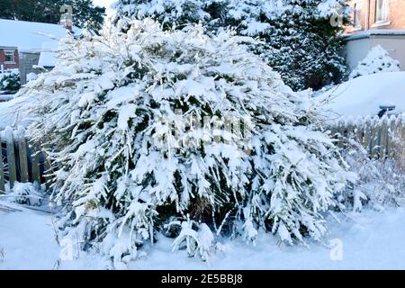 Grand arbre vert à feuilles persistantes recouvert de neige profonde. L'arbre est situé en face d'une clôture en bois avec deux voitures derrière, à l'extérieur, par une belle journée d'hiver Banque D'Images