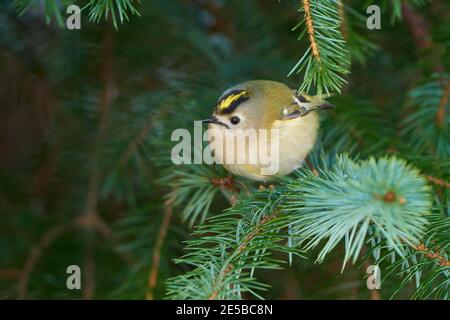 Goldcrest (Regulus regulus) recherche sur les insectes dans les branches de l'épinette Banque D'Images