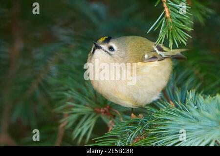 Goldcrest (Regulus regulus) recherche sur les insectes dans les branches de l'épinette Banque D'Images