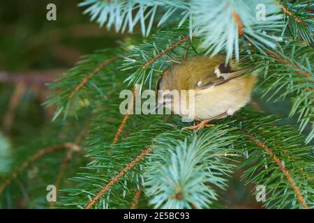 Goldcrest (Regulus regulus) recherche sur les insectes dans les branches de l'épinette Banque D'Images