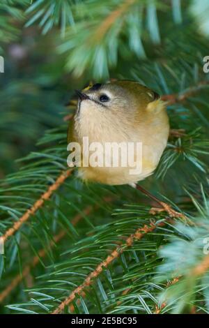 Goldcrest (Regulus regulus) recherche sur les insectes dans les branches de l'épinette Banque D'Images