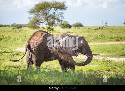 Un jeune éléphant de brousse solitaire s'éclaboussant avec une fontaine de boue dans le parc national de Tarangire, en Tanzanie. Éléphant de savane africaine - le plus grand terr vivant Banque D'Images