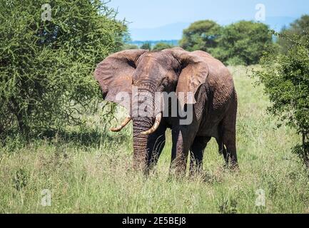 Portrait d'éléphant de brousse solitaire jeune dans le Parc national de Tarangire, Tanzanie. Éléphant de savane africaine - le plus grand animal terrestre vivant. Animal Banque D'Images