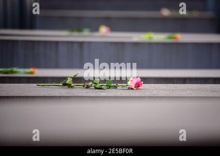 Berlin, Allemagne. 27 janvier 2021. Allemagne, Berlin, le 27 janvier 2021 : des fleurs sont placées sur des dalles de béton au Mémorial des Juifs d'Europe assassinés (allemand : Denkmal für die ermordeten Juden Europas), également connu sous le nom de Mémorial de l'Holocauste (allemand : Holocauste-Mahnmal) lors de la Journée internationale du souvenir de l'Holocauste. Le 27 janvier 2021 marque la Journée internationale de commémoration en mémoire des victimes de l'Holocauste, 76 ans après la libération du camp de concentration nazi d'Auschwitz. (Photo de Jan Scheunert/Sipa USA) crédit: SIPA USA/Alay Live News Banque D'Images