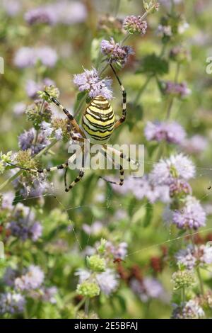 Une araignée de tigre, Argiope Argiope bruennichi dans sa toile en attente de proie Banque D'Images