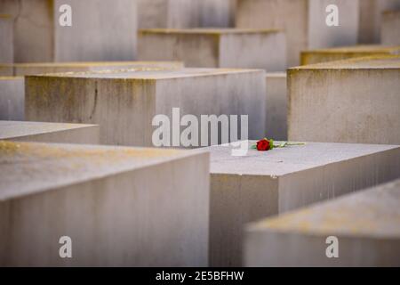 Berlin, Berlin, Allemagne. 27 janvier 2021. Une fleur est placée sur une dalle de béton au Mémorial des Juifs d'Europe assassinés (en allemand : Denkmal für die ermordeten Juden Europas), également connu sous le nom de Mémorial de l'Holocauste (en allemand : Holocauste-Mahnmal) lors de la Journée internationale du souvenir de l'Holocauste. Le 27 janvier 2021 marque la Journée internationale de commémoration en mémoire des victimes de l'Holocauste, 76 ans après la libération du camp de concentration nazi d'Auschwitz. Crédit : Jan Scheunert/ZUMA Wire/Alay Live News Banque D'Images