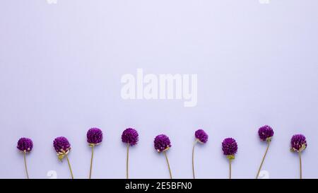 Globe-vert violet fleurs sèches sur fond violet. pose à plat, vue de dessus, espace de copie Banque D'Images