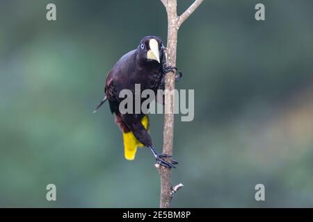 Oropendola à crête, Psarocolius decumanus, adulte unique perché sur une branche dans la forêt tropicale, Trinité-et-Tobago Banque D'Images