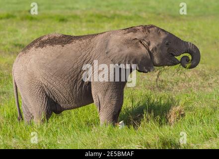 Joyeux petit éléphant d'Afrique veau avec tronc gondolé à la bouche pour manger de l'herbe. Gros plan, vue latérale, herbe verte. Parc national d'Amboseli, Kenya, Afrique. Banque D'Images