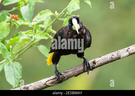 Oropendola à crête, Psarocolius decumanus, adulte unique perché sur une branche dans la forêt tropicale, Trinité-et-Tobago Banque D'Images