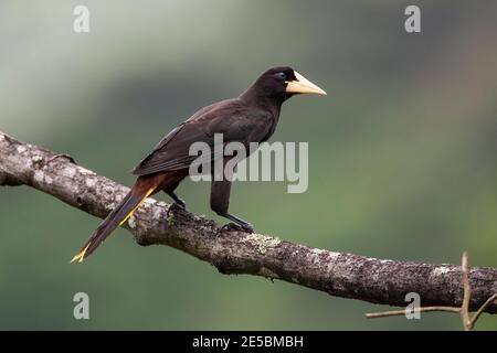 Oropendola à crête, Psarocolius decumanus, adulte unique perché sur une branche dans la forêt tropicale, Trinité-et-Tobago Banque D'Images