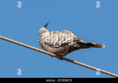 Crested Pigeon, Yepoon, Australie, 14 août 2007 Banque D'Images