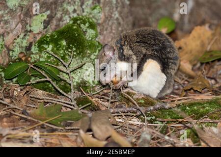 Un écureuil volant du nord, Glaucomys sabrinus, se nourrissant d'un gland. Banque D'Images