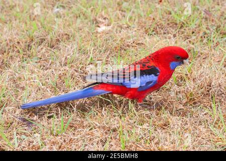 rosella cramoisi, Platycercus elegans, nourrissant des adultes au sol, Queensland, Australie Banque D'Images