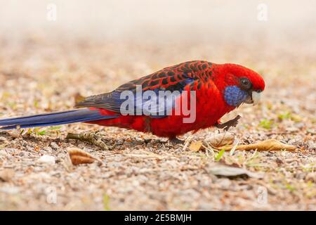 rosella cramoisi, Platycercus elegans, nourrissant des adultes au sol, Queensland, Australie Banque D'Images