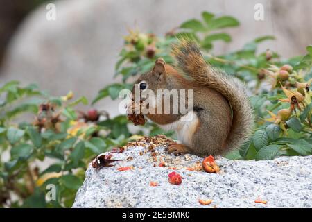 L'écureuil roux d'Amérique, Tamiasciurus hudsonicus, se nourrissant des hanches roses de Rosa rugosa. Banque D'Images