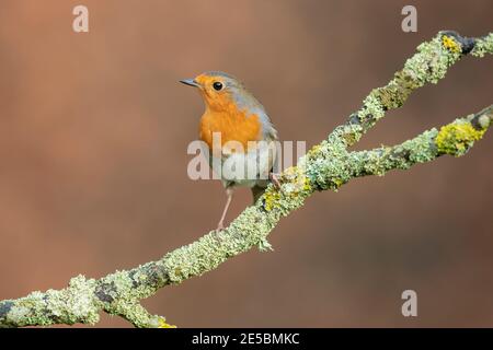 Robin européen, erithacus rubecula, adulte perché sur une branche couverte de lichen, Norfolk, Royaume-Uni, 27 janvier 2021 Banque D'Images