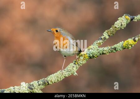 Robin européen, erithacus rubecula, adulte perché sur une branche couverte de lichen, Norfolk, Royaume-Uni, 27 janvier 2021 Banque D'Images