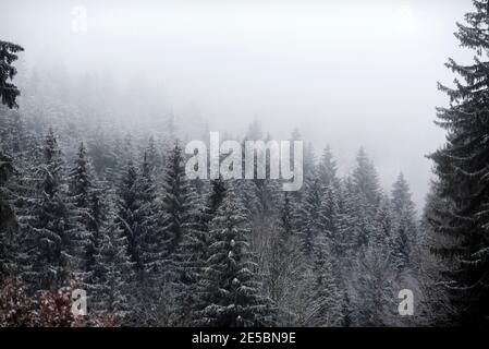 La neige couvrait les arbres dans la forêt pendant un brouillard. Banque D'Images