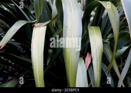 Phormium tenax «Yellow Wave» Flax Lily Yellow Wave – feuilles voûtées avec des rayures contrastées de crème, vert olive et vert foncé, janvier, Angleterre, Banque D'Images