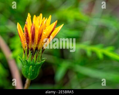 Les gouttes de pluie continuent de tomber sur ma tête. En marchant dans un beau jardin près de ma maison, j'ai rencontré une impressionnante fleur jaune - orange 'tigre' de Gazania. Banque D'Images