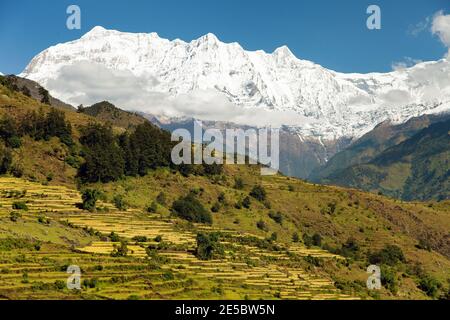 Champ de riz et montagne enneigée de l'Himalaya au Népal Banque D'Images