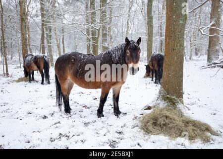 Des poneys sauvages nourris de piles de foin dans des forêts enneigées, Snelsmore Common, Newbury, Berkshire, Angleterre, Royaume-Uni, Europe Banque D'Images