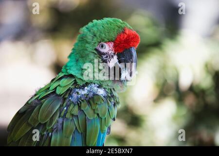 Perroquet vert macaw exotique sans plumes, oiseau de forêt tropicale de pluie d'amazone malade Banque D'Images