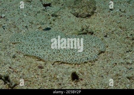 Pardachirus marmoratus, Sole de Moïse de mer rouge, Sole mouchetée, Sole sans finin, Moses-Seezunge, Coraya Beach, Rotes Meer, Ägitten, Mer Rouge, Egypte Banque D'Images