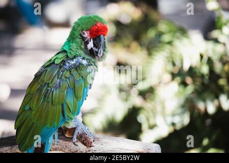 Perroquet vert macaw exotique sans plumes, oiseau de forêt tropicale de pluie d'amazone malade Banque D'Images