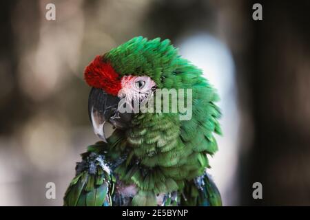 Perroquet vert macaw exotique sans plumes, oiseau de forêt tropicale de pluie d'amazone malade Banque D'Images